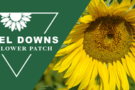 Image for event: Cedel Downs Sunflower Patch