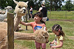 Image of CORNERSTONE ALPACA STUD - Gordonton