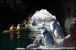 Image of POHATU PENGUINS - Akaroa, Banks Peninsula